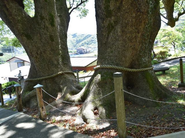 三嶋神社の夫婦楠_カノー伝説