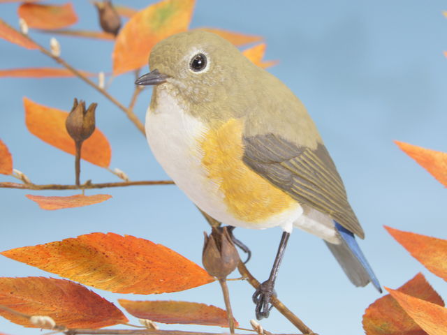 鳥の工房つばさ伊豆高原の写真1
