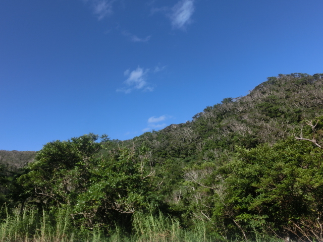 工房から見えるやんばるのもりと青空_びんがたの染や