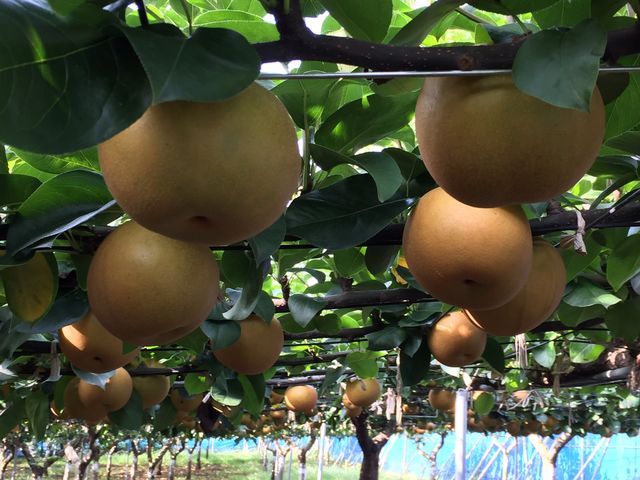 FRUIT PARK YOKOHAMA 芝口果樹園
