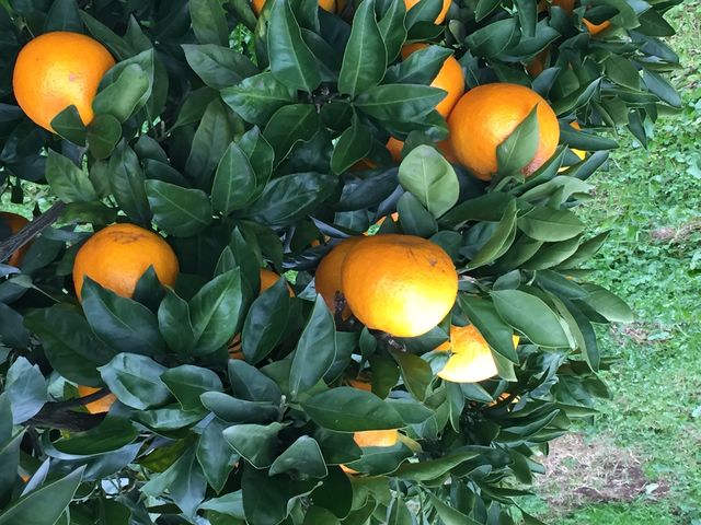 FRUIT PARK YOKOHAMA 芝口果樹園