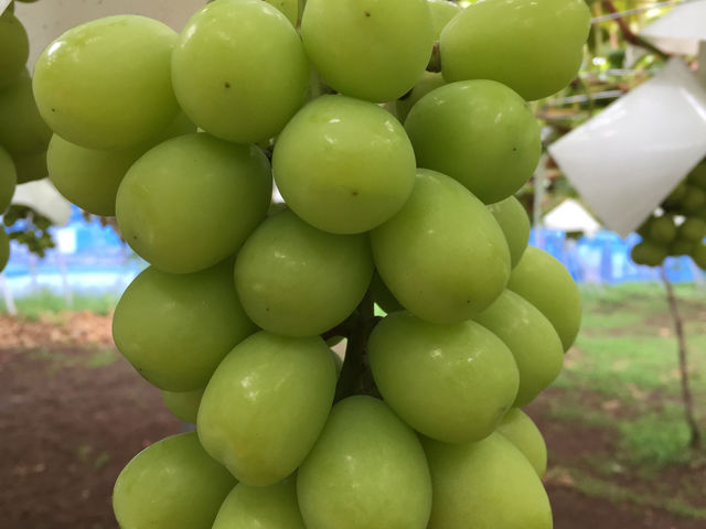 FRUIT PARK YOKOHAMA 芝口果樹園