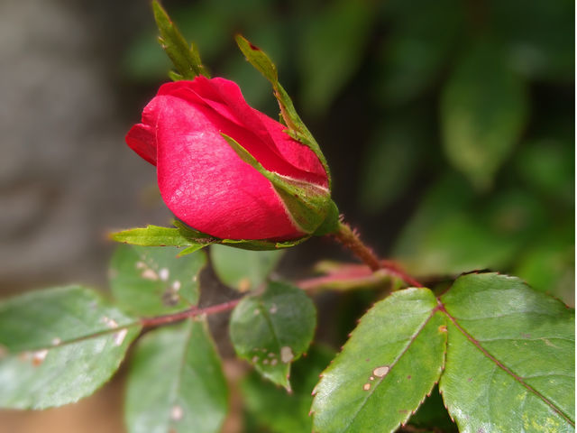 100本以上の薔薇を見に来てください。_三岳園