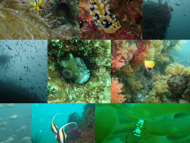 様々な生物を観察しませんか?_ジャーダイビングクラブ水戸店