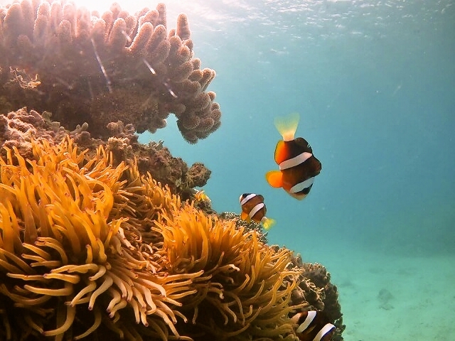 Diving20