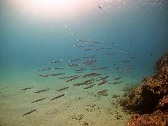 Diving20