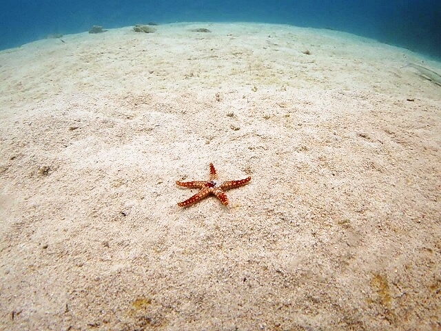 Diving20