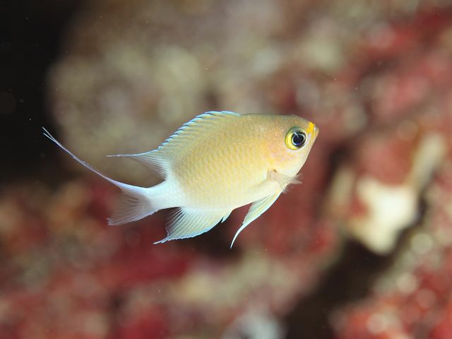かわいらしい魚を発見!_ウォーターボール ダイビングスクール