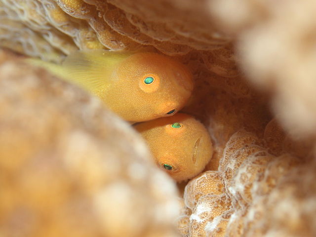 サンゴや岩場の隙間からも魚を見つけるのも楽しいですよ!_ウォーターボール ダイビングスクール