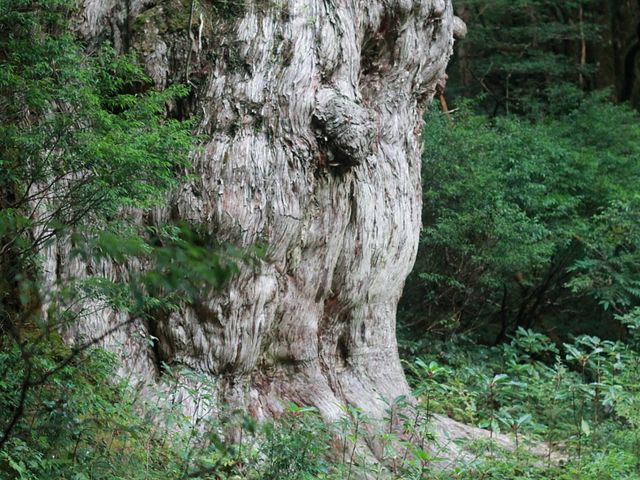 樹齢7,200年とも言われる、縄文杉。_屋久島アウトドアガイド 島結