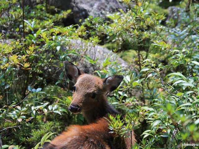 愛らしい小鹿。_屋久島アウトドアガイド 島結