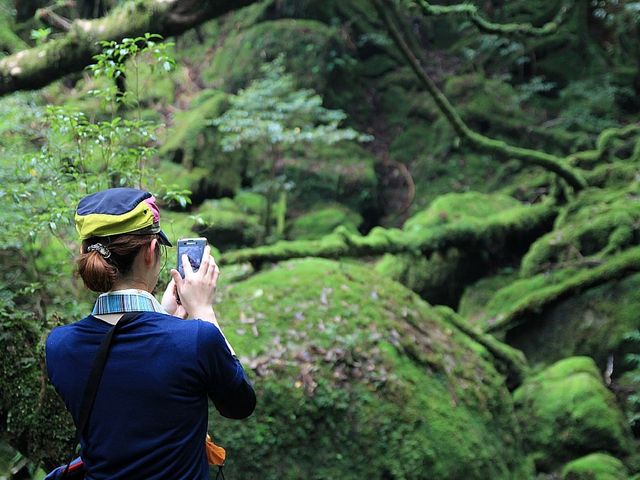 白谷雲水峡・苔むす森。_屋久島アウトドアガイド 島結