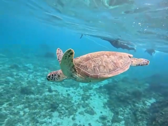 当ショップ前はウミガメが多く生息する場所、そこでシュノーケリングやSUPでウミガメ探しに行きましょう!_カズボ サーフアンドSUP
