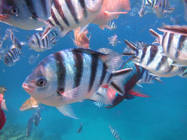 沢山の魚を見ることができて、魚たちに餌もやることができます、餌付け無料!_沖縄リゾート倶楽部