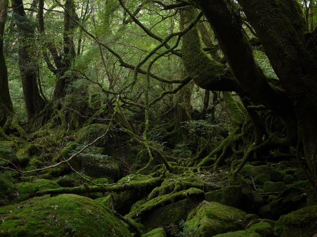屋久島Prana