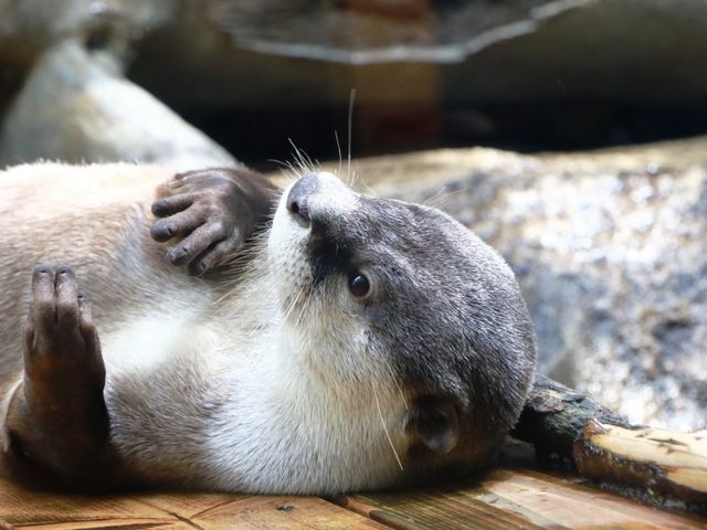 ツメナシカワウソ_仙台うみの杜水族館