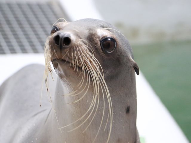 カルフォルニアアシカ_仙台うみの杜水族館