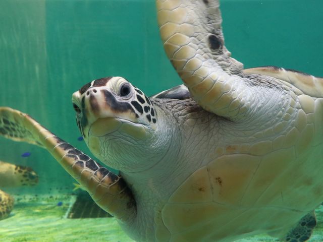 カメ_仙台うみの杜水族館