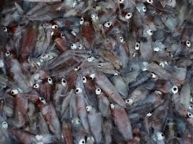 底曳網漁専門遊漁船四代目金正丸
