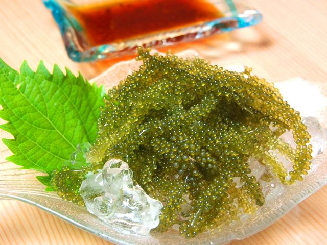別名グリーンキャビア☆ 海ぶどう_島唄ライブ居酒屋 鳩間島