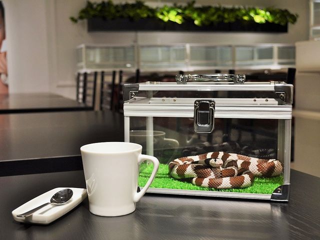 ヘビカフェ 「東京スネークセンター」