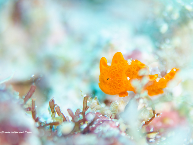 万座のアイドル・カエルアンコウの幼魚_スローライフマリンサービス