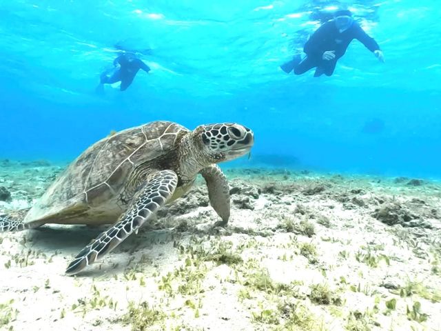 ウミガメビーチシュノーケル 撮影したお写真は終了時にお渡し致します。_ダイビングショップ ネイティブシー奄美