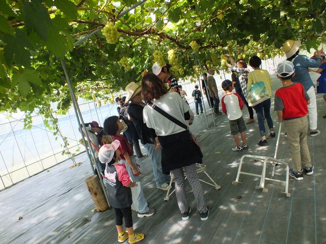 ぶどう摘み取り体験1_ピアファームぶどう園「あわらベルジェ」