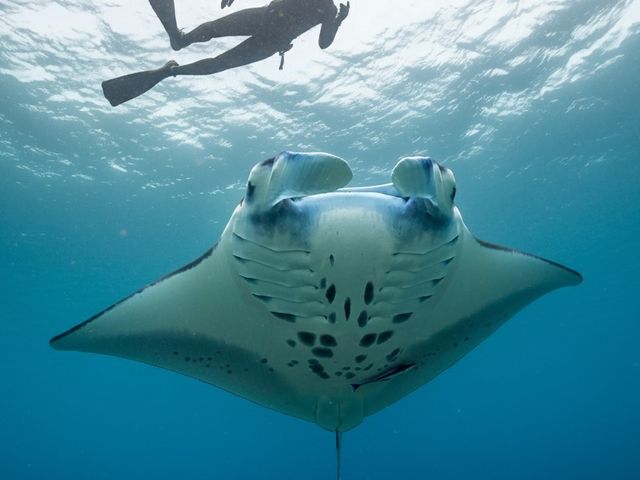 初心者の方も大歓迎!石垣島を満喫できるツアーが豊富。_石垣島ツアーガイドオールブルー