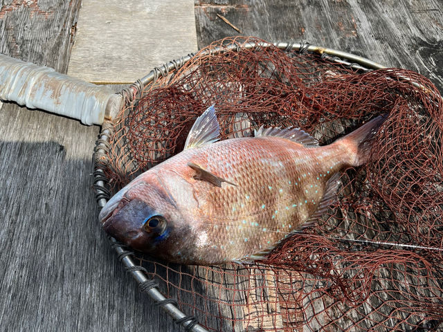 海上釣堀 筏釣りの東海