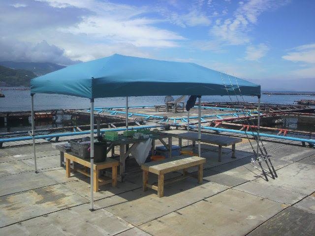 海上釣堀 筏釣りの東海