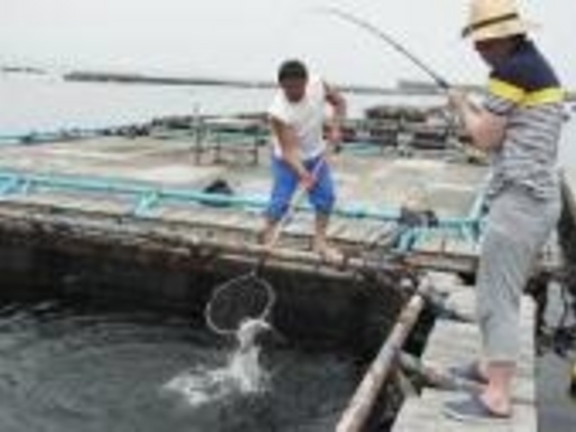 海上釣堀 筏釣りの東海
