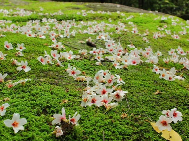 5月は花の季節です。_YNACクラシック
