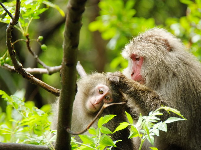 屋久島のサルは、人を襲ったりしませんよ!_YNACクラシック