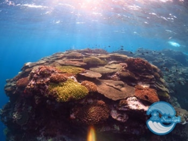 奄美大島は鹿児島県の離島。だけど沖縄の方が近い場所にある島。 透明度は平均20mオーバー、南の島風景を楽しむ事が出来ます。_ダイビングショップ ネバーランド