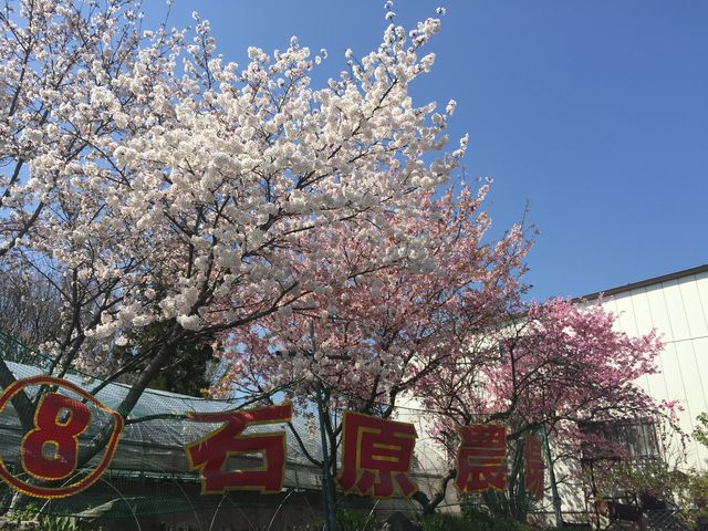 3月下旬〜4月下旬花桃と桜が綺麗です。_〜太陽と大地の恵み〜石原農場