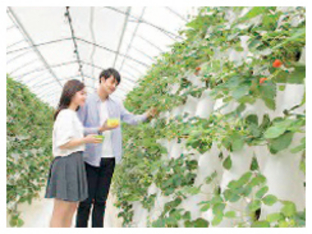 Eitoku Farm いちご園 【瑚愛〜ことな〜】