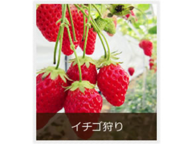 Eitoku Farm いちご園 【瑚愛〜ことな〜】