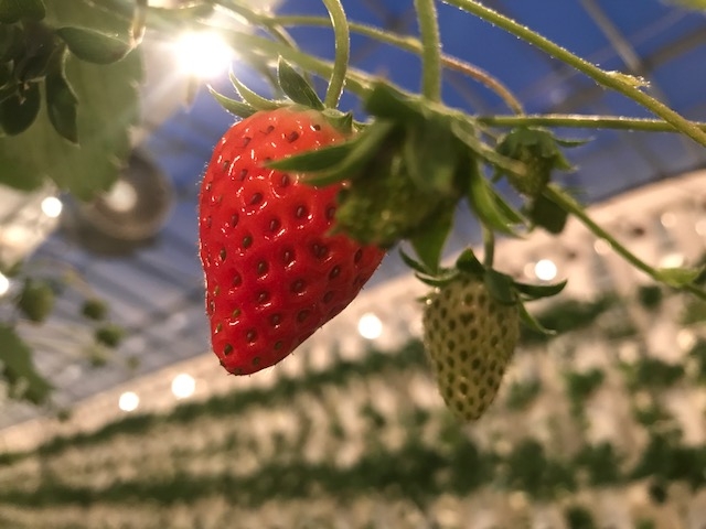 Eitoku Farm いちご園 【瑚愛〜ことな〜】