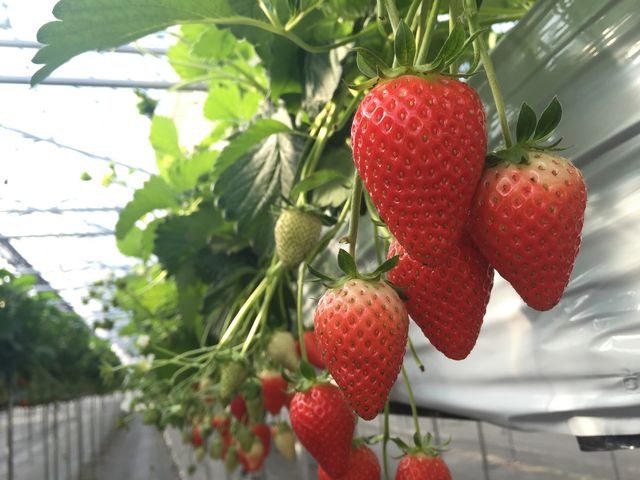 いちご館窪田