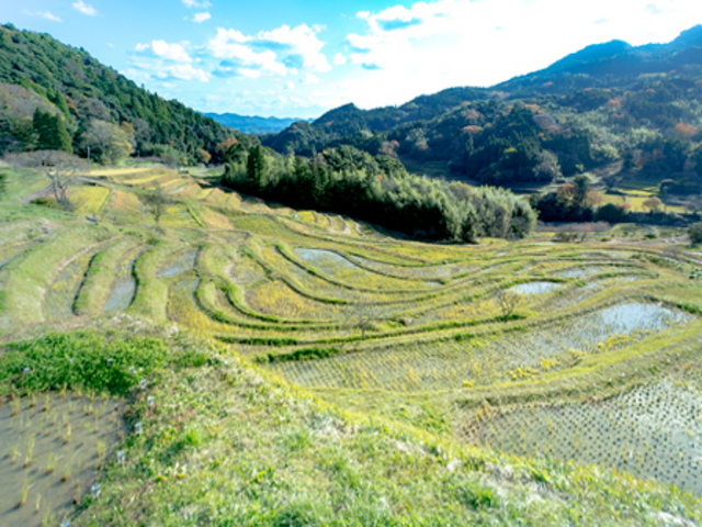 天然村