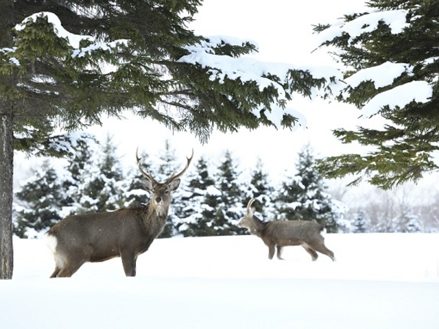 運が良ければ鹿に会えるかも♪_ノース・スノーランドイン千歳
