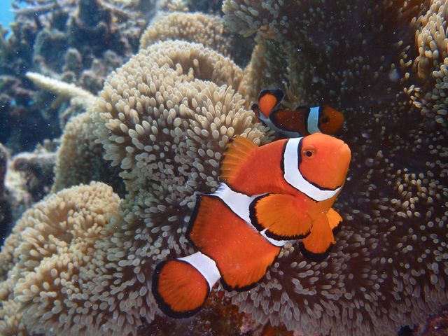 大人気カクレクマノミ!_マッサダイビングクラブ