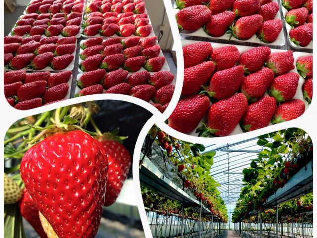 T-BERRY FARM