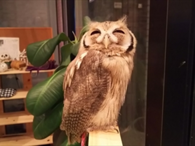 アフリカオオコノハズクのサファリ君_ふくろうカフェ福来楼本牧店