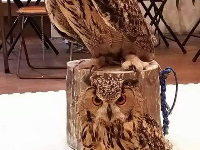 当店の看板息子のベンガルワシミミズクのベンジー君と看板娘のユーラシアワシミミズズクのマーズちゃん_ふくろうカフェ福来楼本牧店