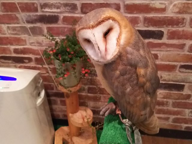 メンフクロウのパルちゃん_ふくろうカフェ福来楼本牧店