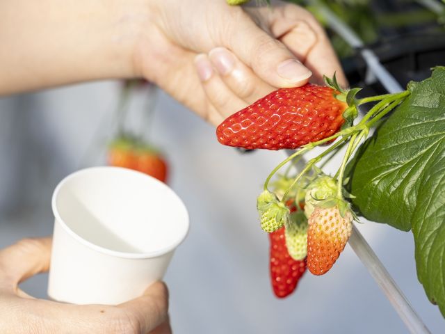 いちごの品種は大きくて甘い「章姫」です。_メルキュール京都宮津リゾート&スパ