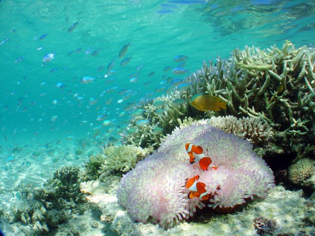 海のアイドルカクレクマノミにも逢えます_マリンサービスアポロン石垣島