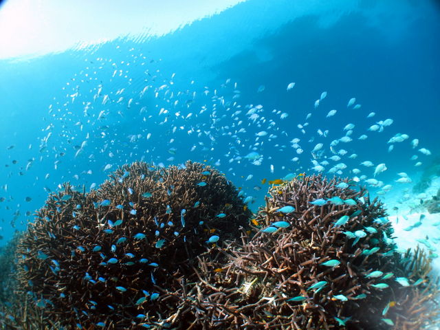 水中を舞い踊る熱帯魚達_マリンサービスアポロン石垣島